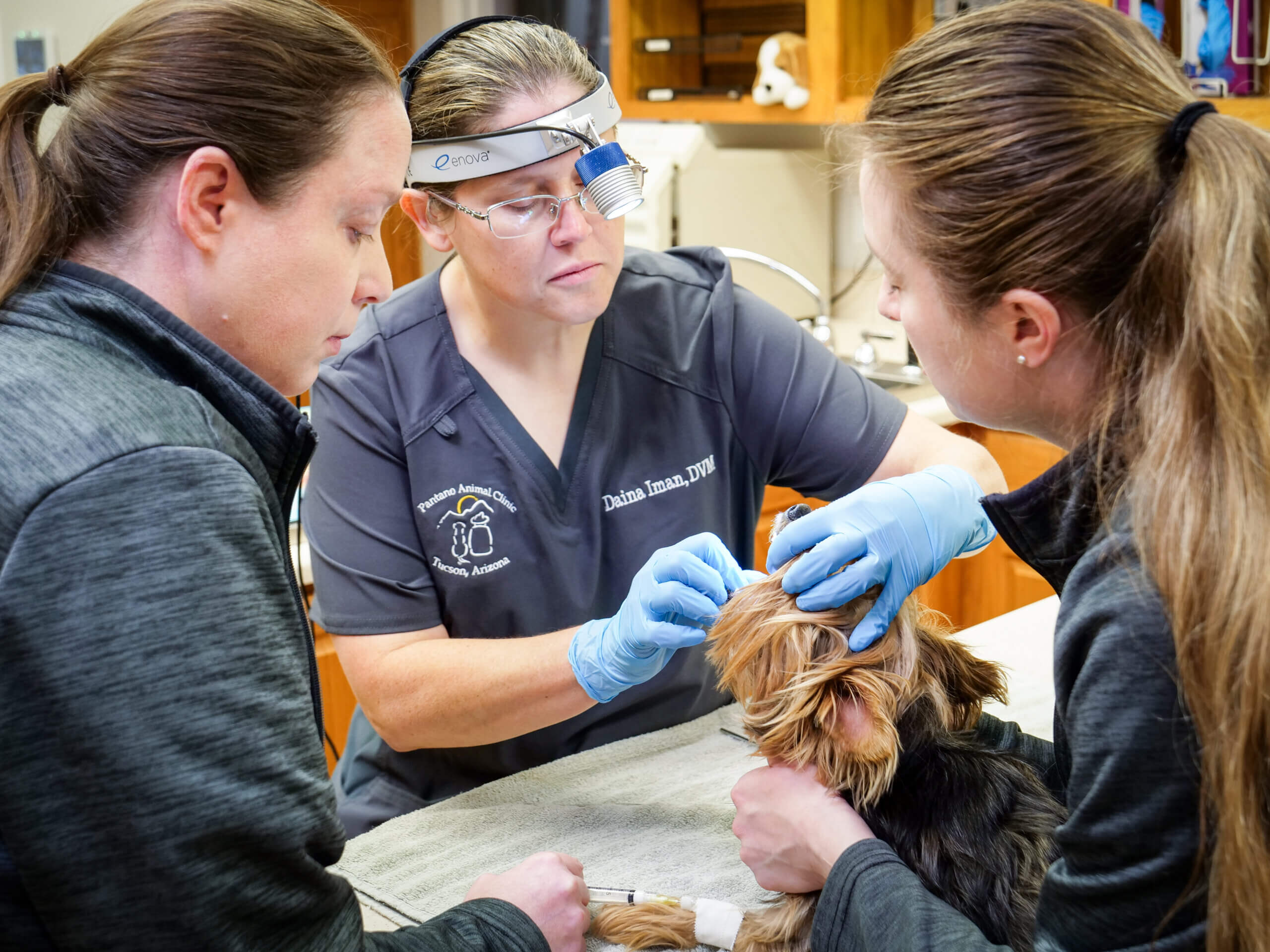 Vet team cleaning the teeth of a dog
