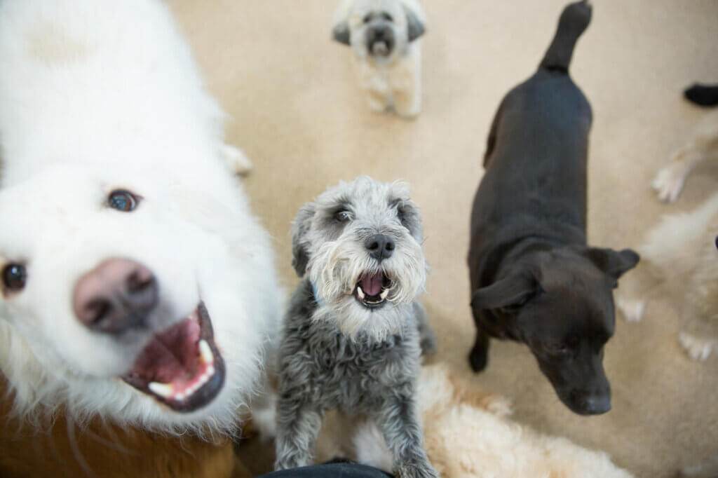 Happy dogs
