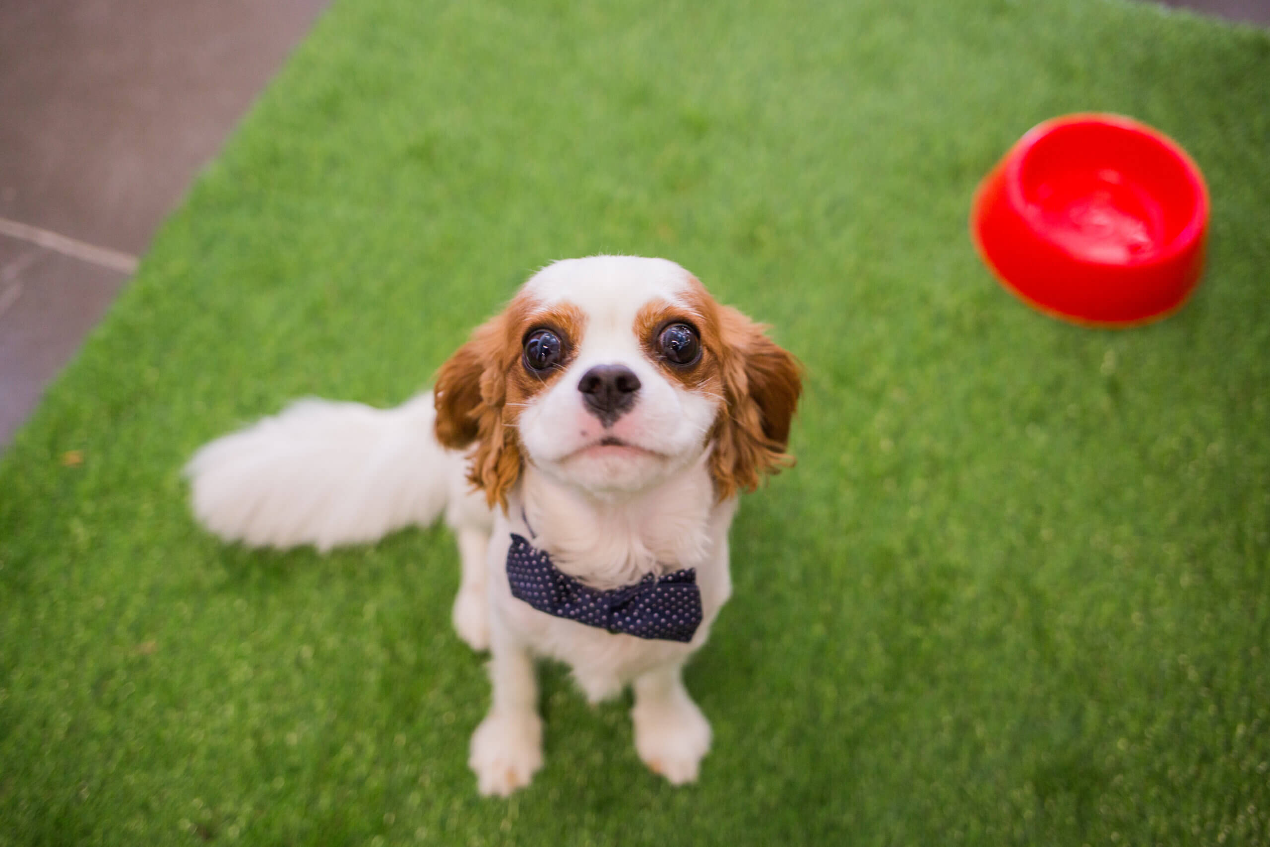 Common Misconceptions About Heartworm Disease - Pantano Animal Hospital