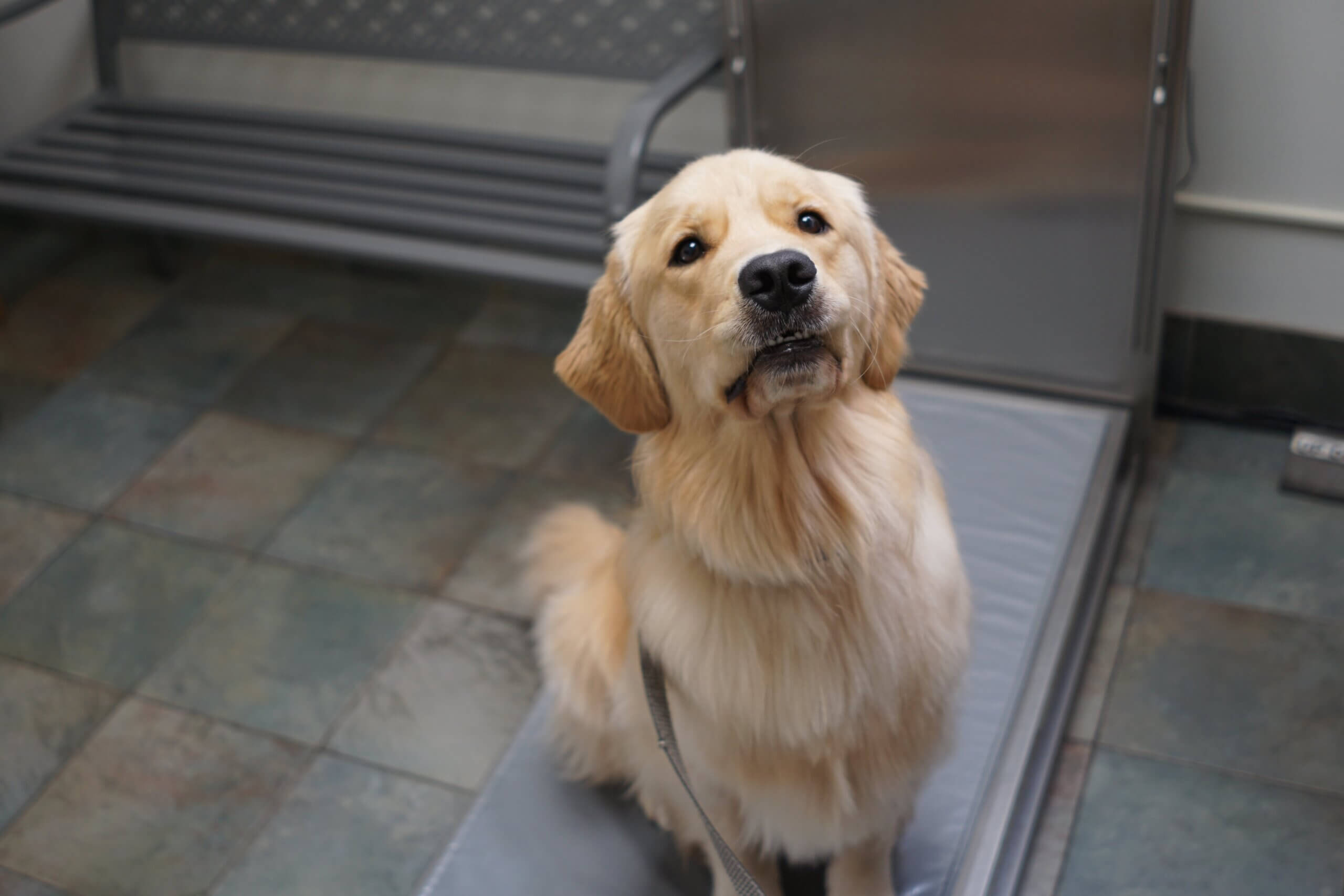Exploring Anxiety Triggers in Dogs - Pantano Animal Hospital