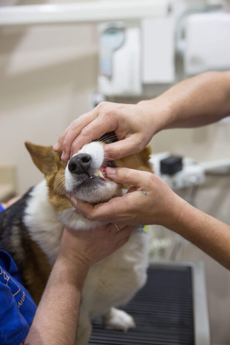 Pet Teeth Cleaning - Pantano Animal Clinic