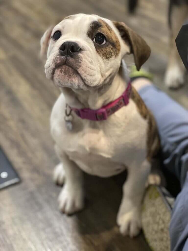Puppy Care - Pantano Animal Clinic