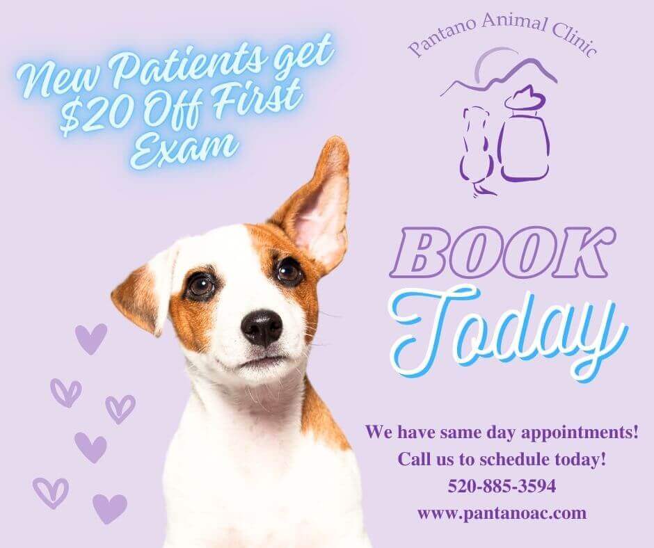 Client Pet Testimonials - Pantano Animal Clinic