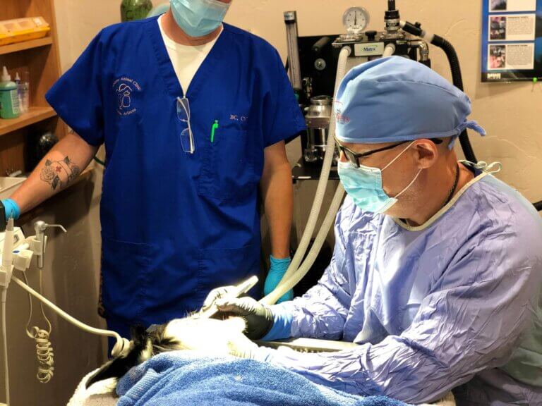 Veterinary Team - Pantano Animal Clinic